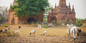 forgotten-temples-in-bagan