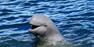irrawaddy-dolphin-the-irrawaddy-river-in-myanmar
