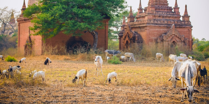 cows near an old temple in bagan cows-near-an-old-temple-in-bagan