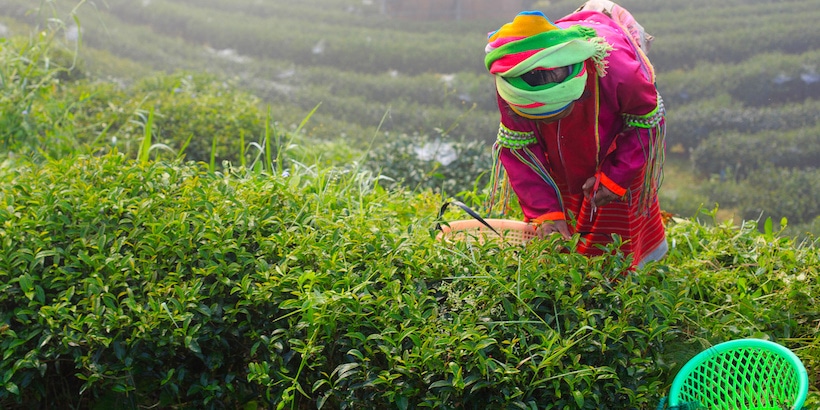 a-palaung-woman-working-on-tea-plantation