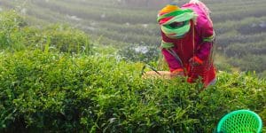a-palaung-lady-working-on-tea-plantation