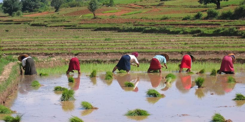 farmers-in-kalaw-shan-state