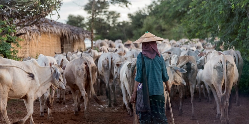 a-local-villager-with-his-cattle