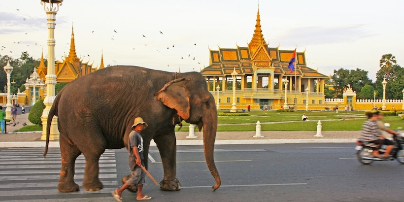 a mahout walking on the street of phnom penh a-mahout-walking-an-elephant-on-the-street-in-phnom-penh