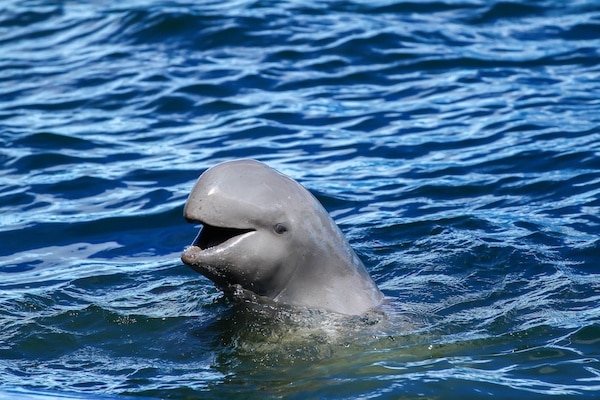 irrawaddy-dolphin