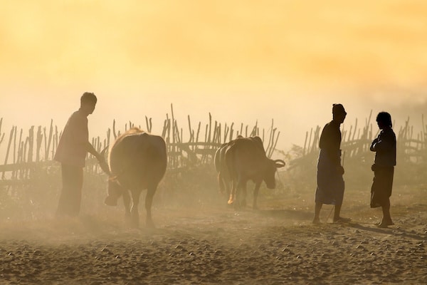 cattle-dealers-in-putao