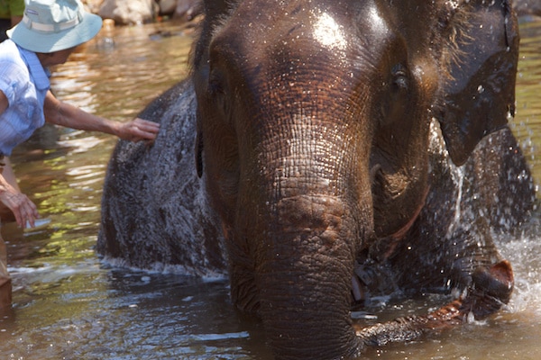bathing an elephant bathing-an-elephant-at-kalaw-green-hill-valley-elephant-camp