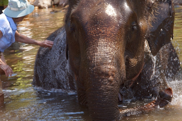 bathing-an-elephant-at-kalaw-green-hill-valley-elephant-camp