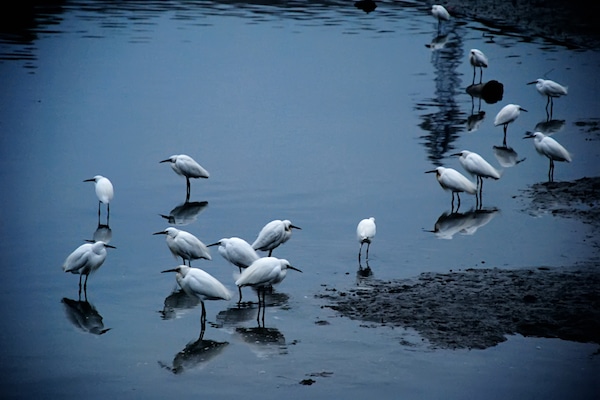birds-on-tonle-sap-lake