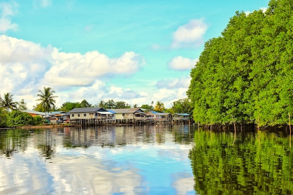 village-by-the-mangrove-forest