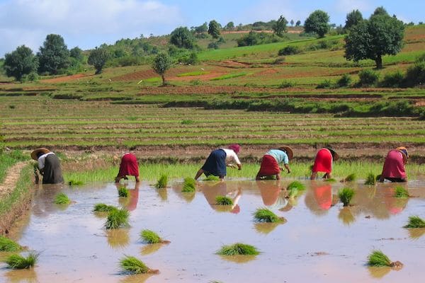 farmers-working-on-the-field-in-kalaw