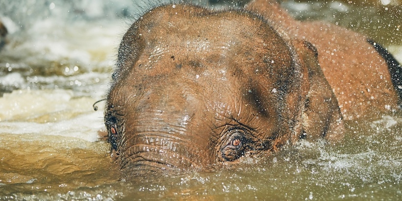 young-asian-elephant-in-chiang-mai