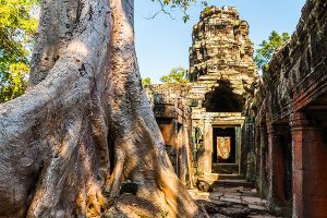 giant-tree-root-at-banteay-kdei