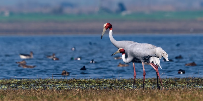 sarus-cranes-in-botum-sakor-national-park