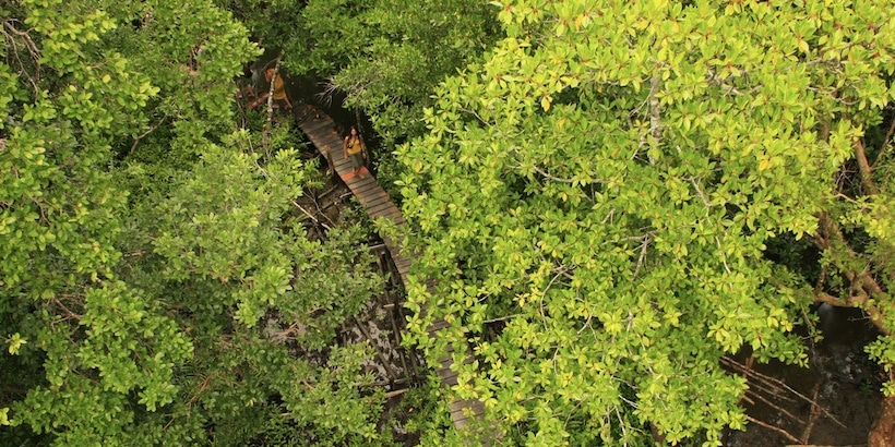 hiking-through-the-mangrove-in-ream