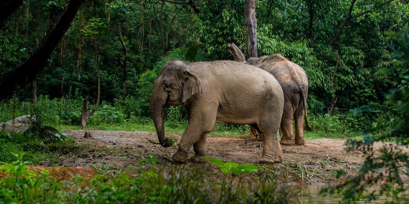 wild-asian-elephants-in-cambodia